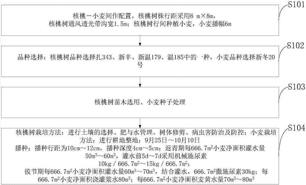 Walnut-wheat integral cultivation method