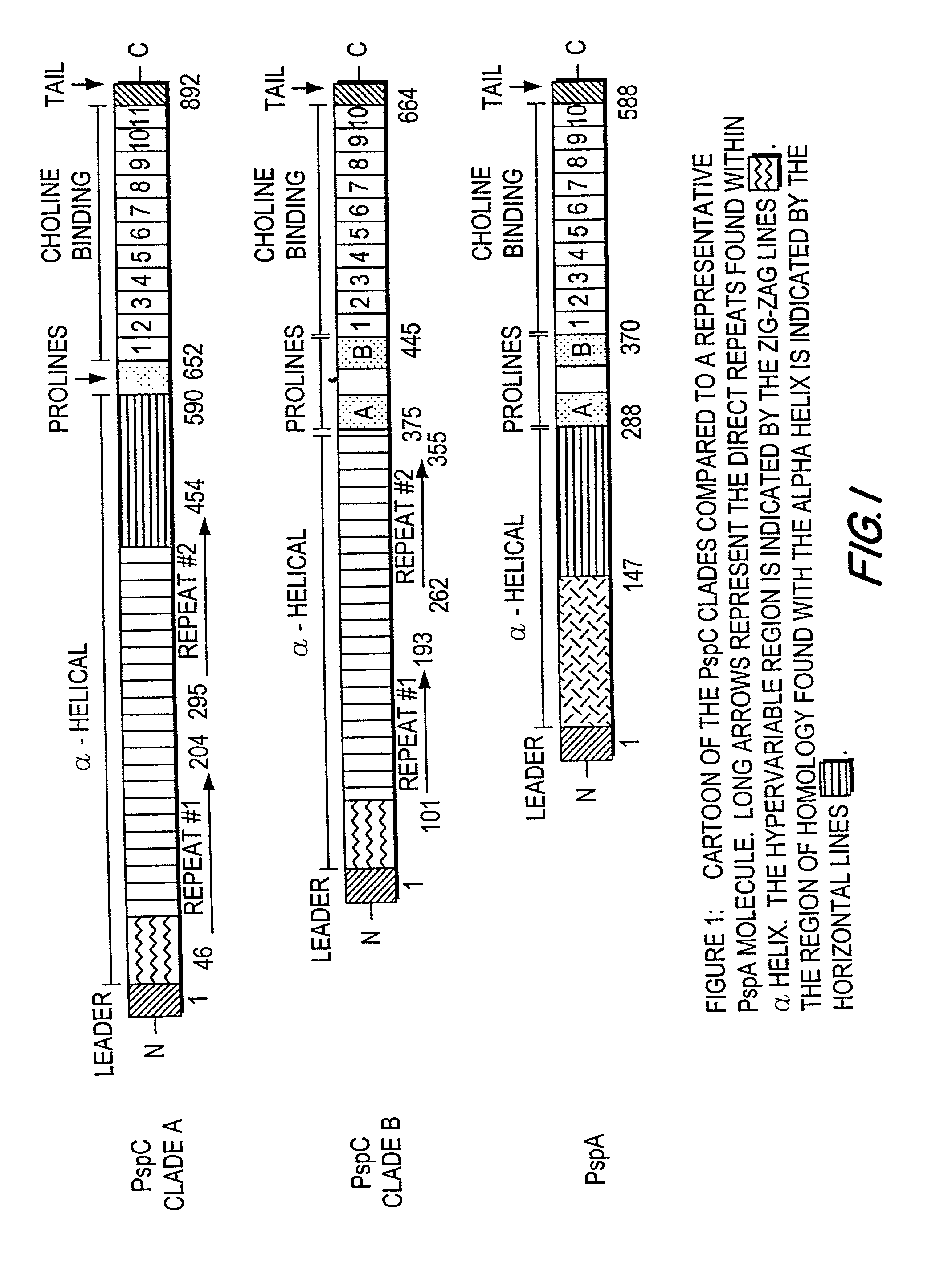 Pneumococcal surface protein C (PspC), epitopic regions and strain selection thereof, and uses therefor