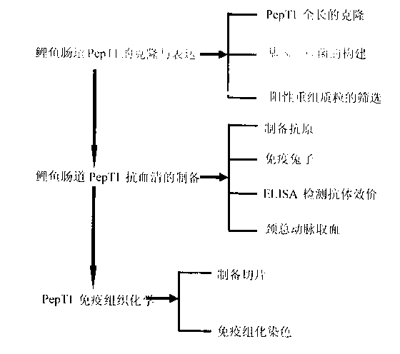 Method for preparing carp small peptide transporter protein PepT1 rabbit antiserum