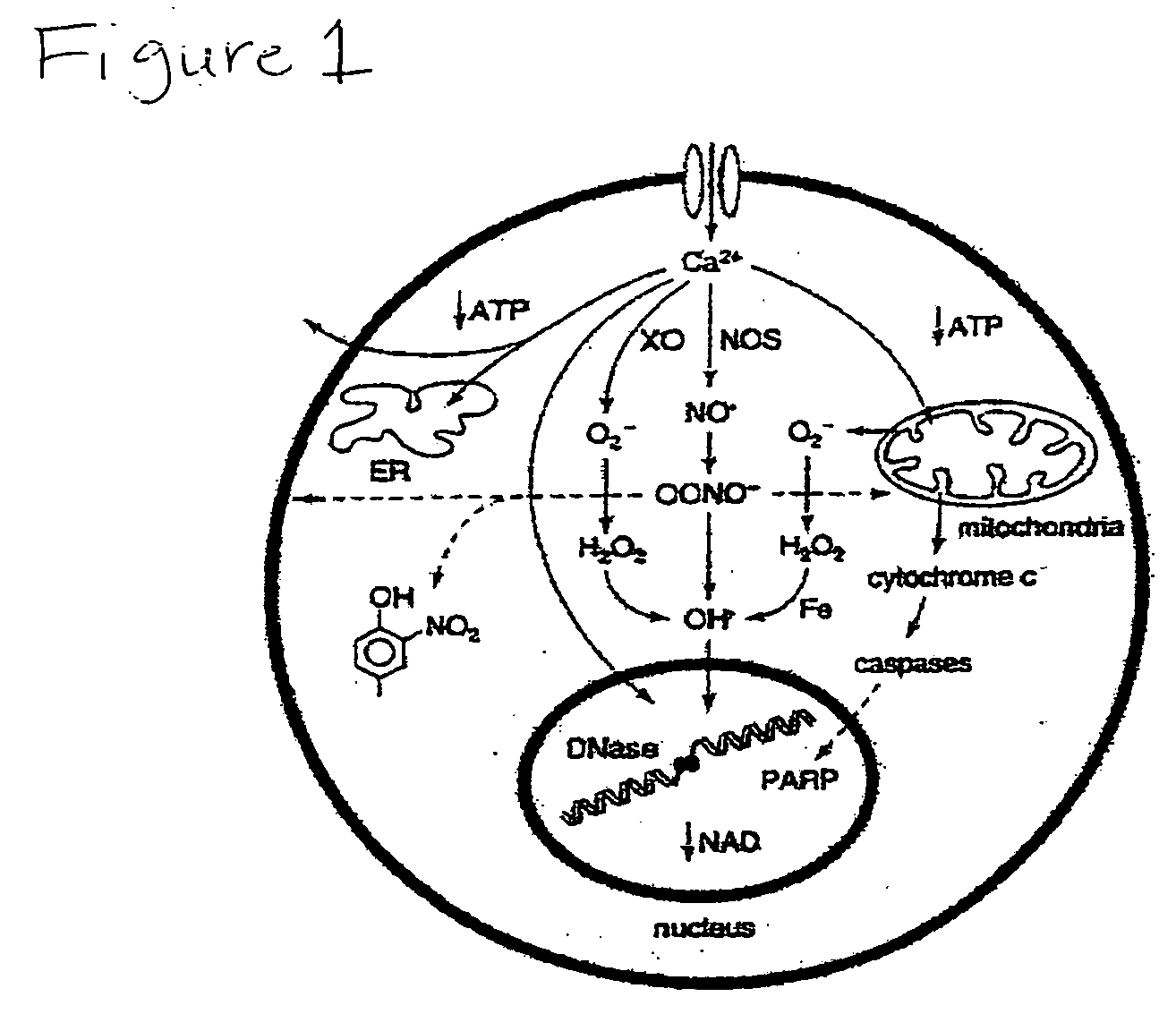 Cellular phosphorylation potential enhancing compositions preparation and use thereof