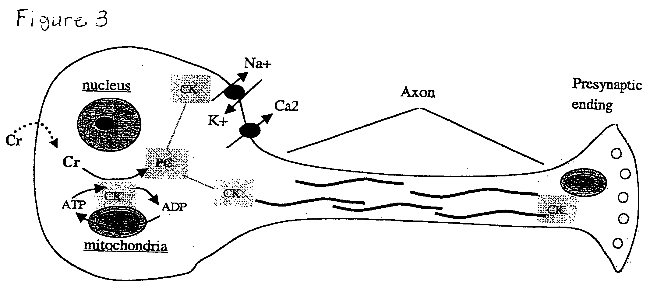 Cellular phosphorylation potential enhancing compositions preparation and use thereof