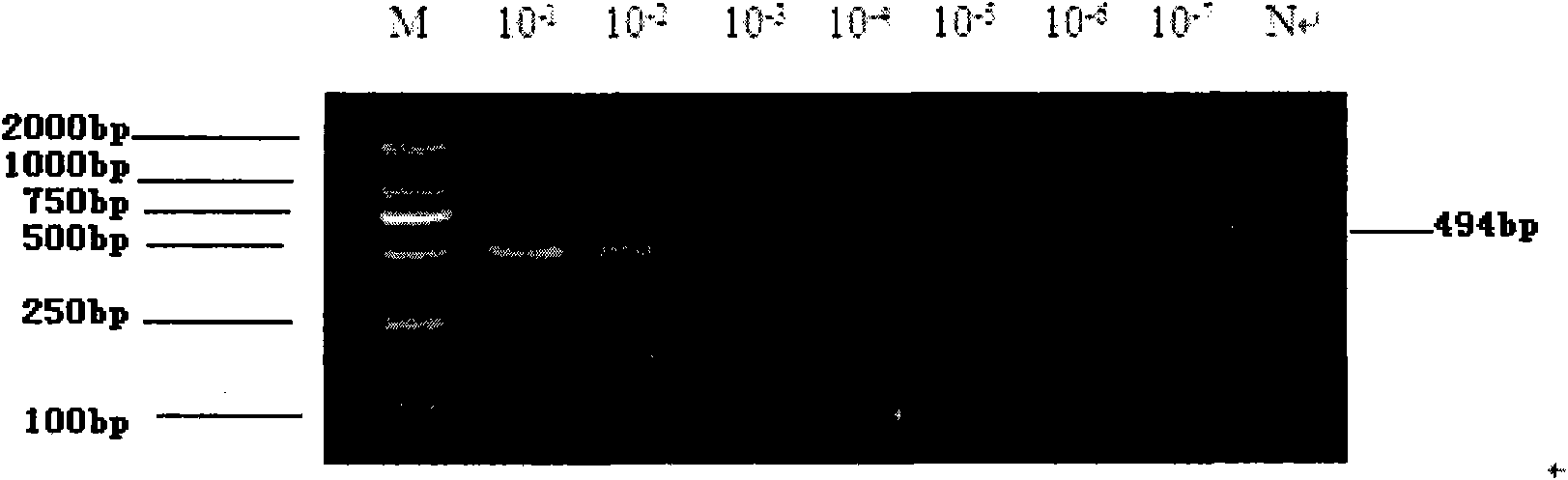 Kit for identifying subtypes of influenza A virus