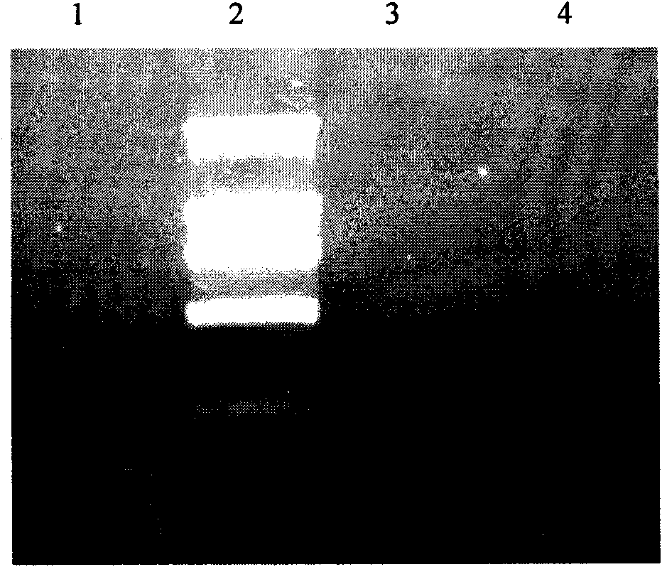 Carcinoembryonic antigen positive cell targeted gene expression element CPE and application thereof