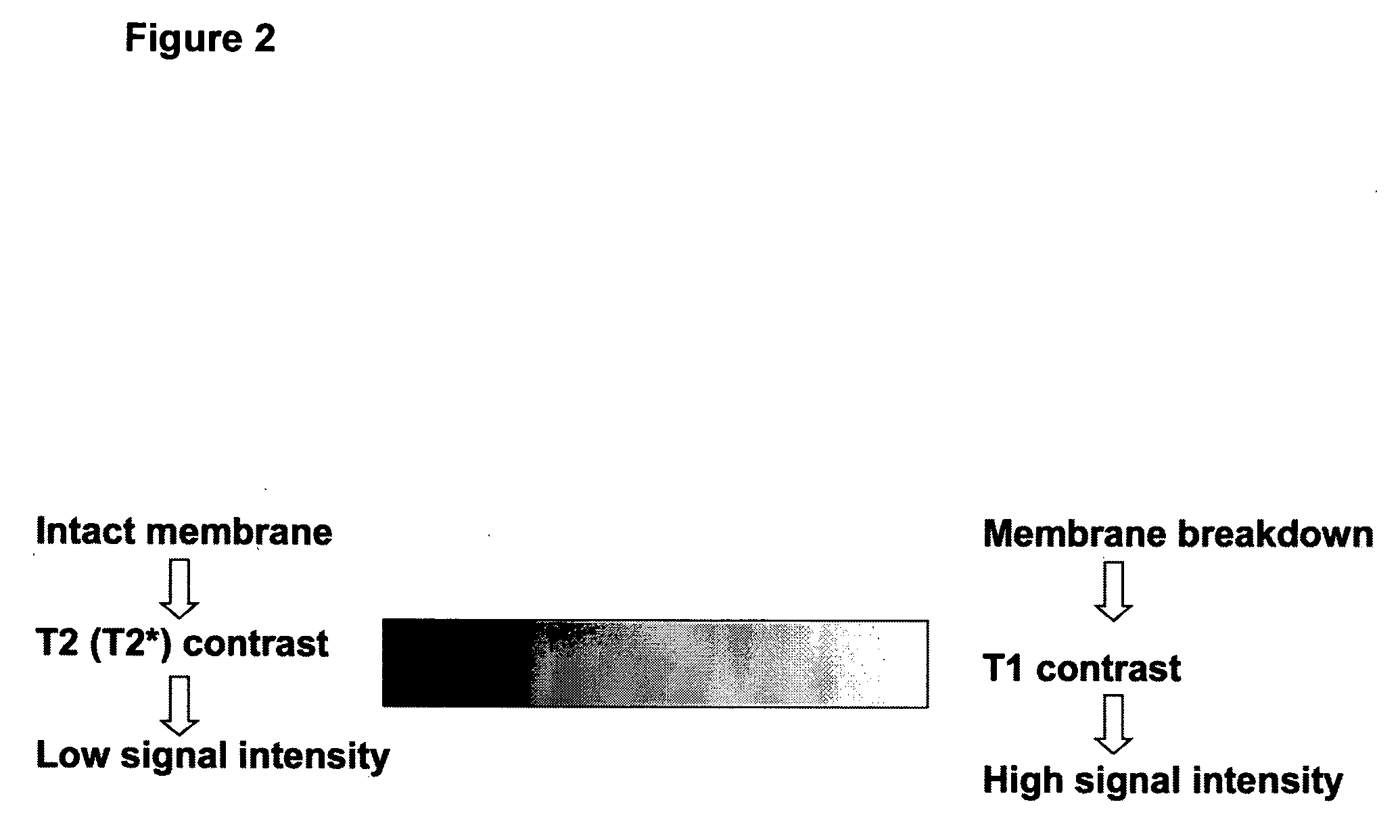 MRI trackable drug delivery particles, uses and methods thereof