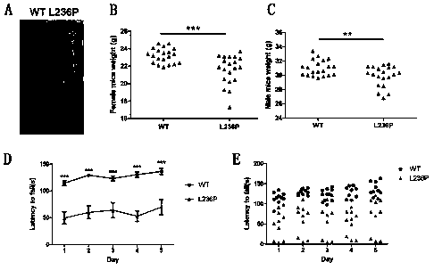 Method for building Slc26a4 gene L236P mutation mouse model