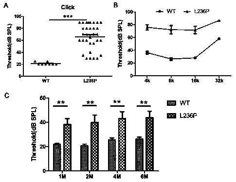 Method for building Slc26a4 gene L236P mutation mouse model