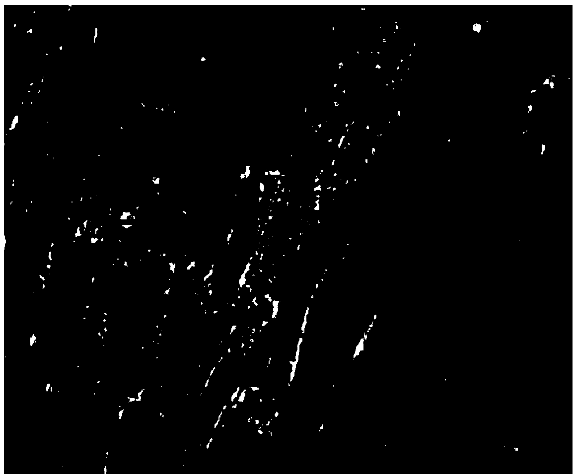 Directional EPC (endothelial progenitor cell) sample cell, preparation method and application