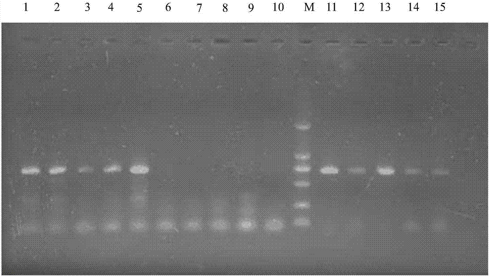 Method for detecting parasitism rate and ovipositing quantity of aphelinus mali in eriosoma lanigerum