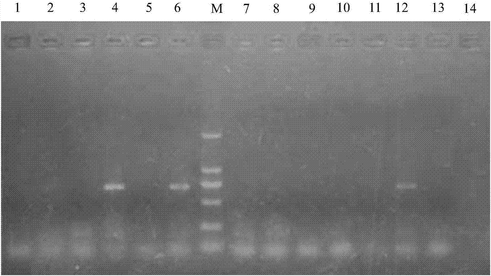 Method for detecting parasitism rate and ovipositing quantity of aphelinus mali in eriosoma lanigerum