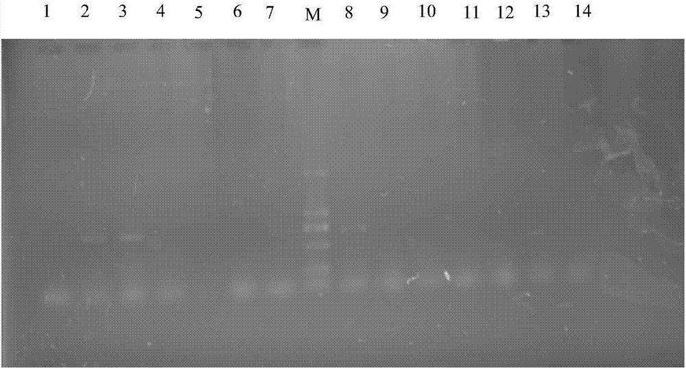 Method for detecting parasitism rate and ovipositing quantity of aphelinus mali in eriosoma lanigerum