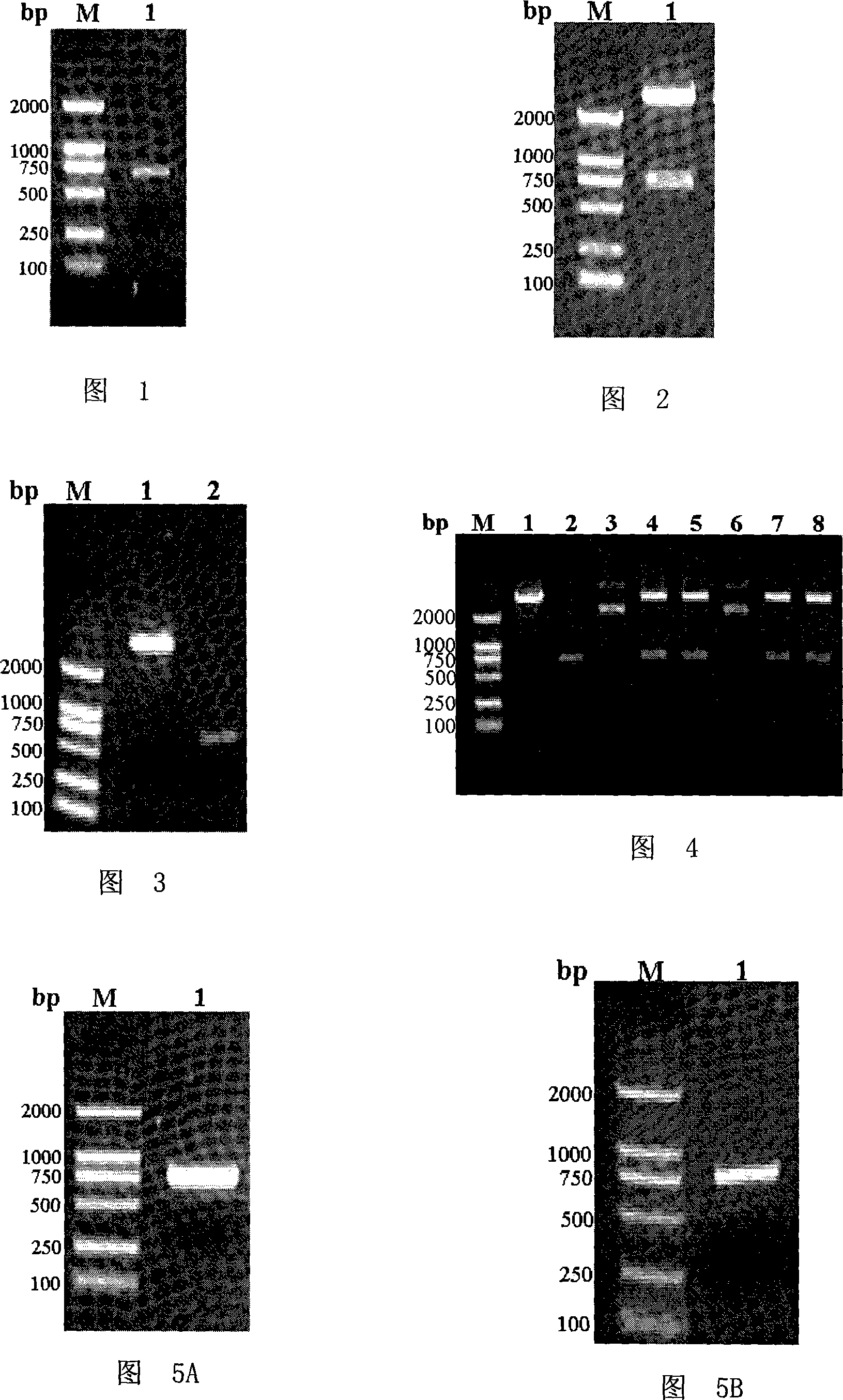 NDA vaccine eucaryon expression carrier and application in preparation of gene vaccine