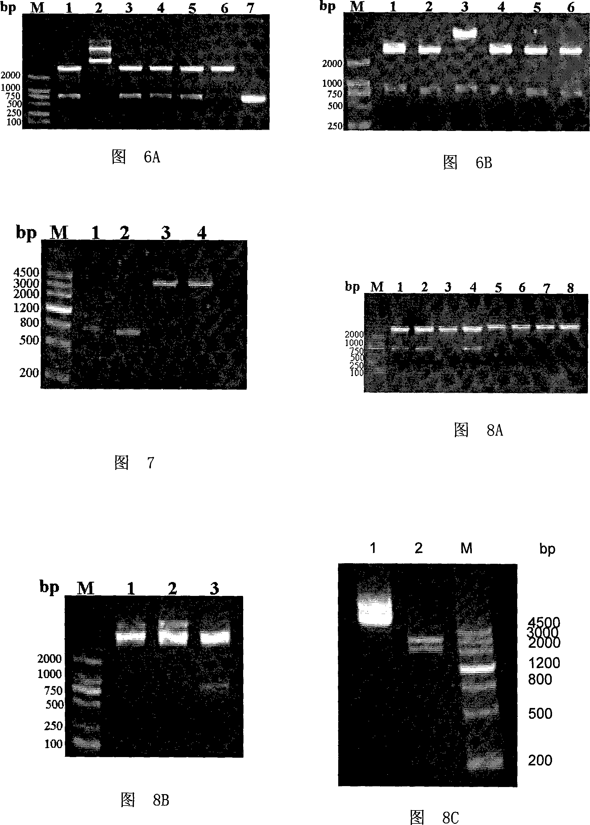 NDA vaccine eucaryon expression carrier and application in preparation of gene vaccine