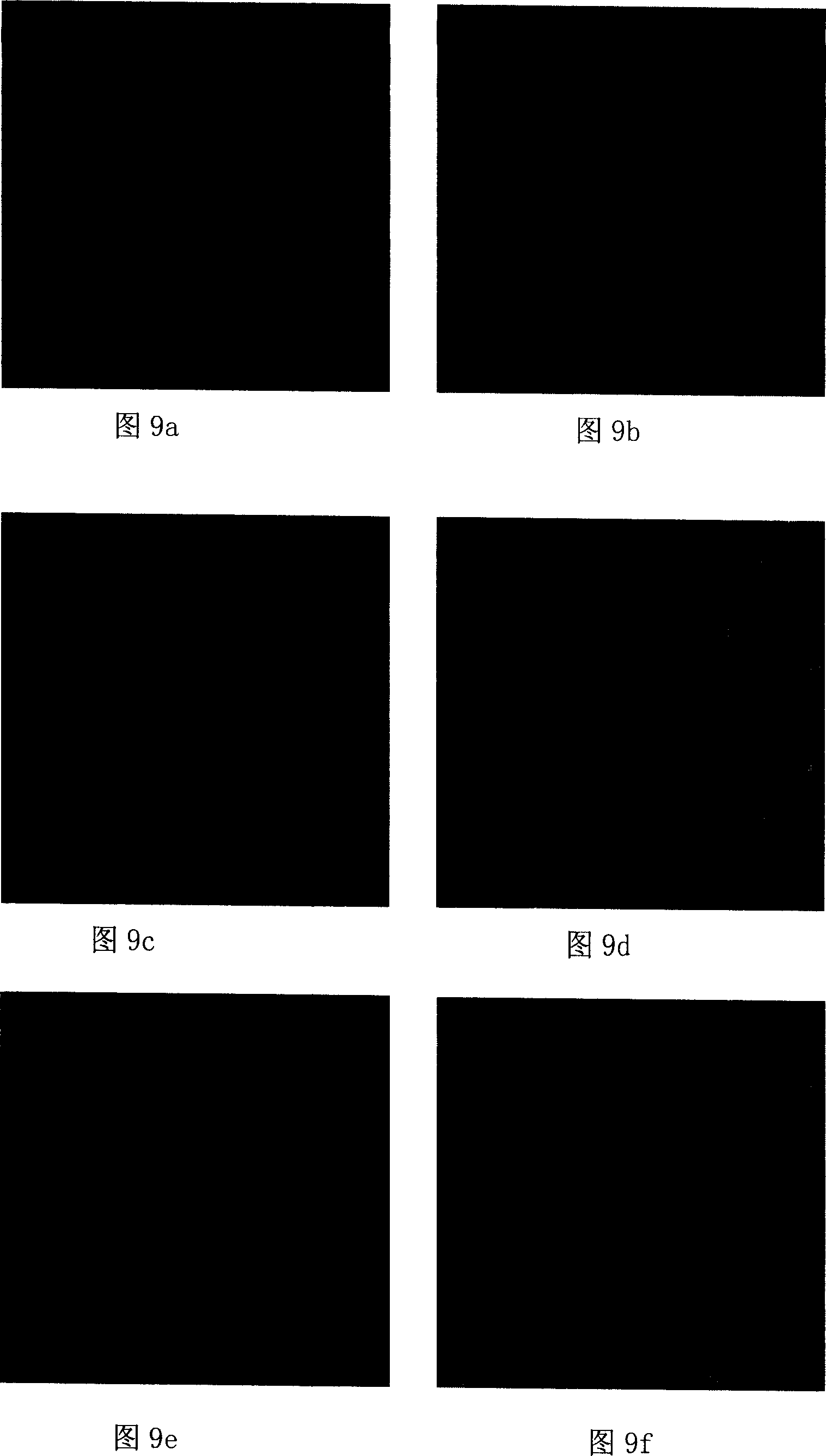 NDA vaccine eucaryon expression carrier and application in preparation of gene vaccine