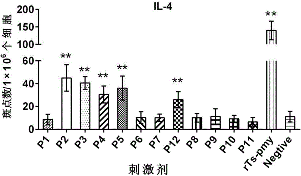 H-2d restricted Th epitope P2 of trichina paramyosin, its composition and application thereof