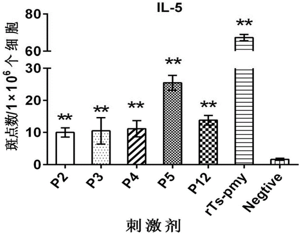 H-2d restricted Th epitope P2 of trichina paramyosin, its composition and application thereof