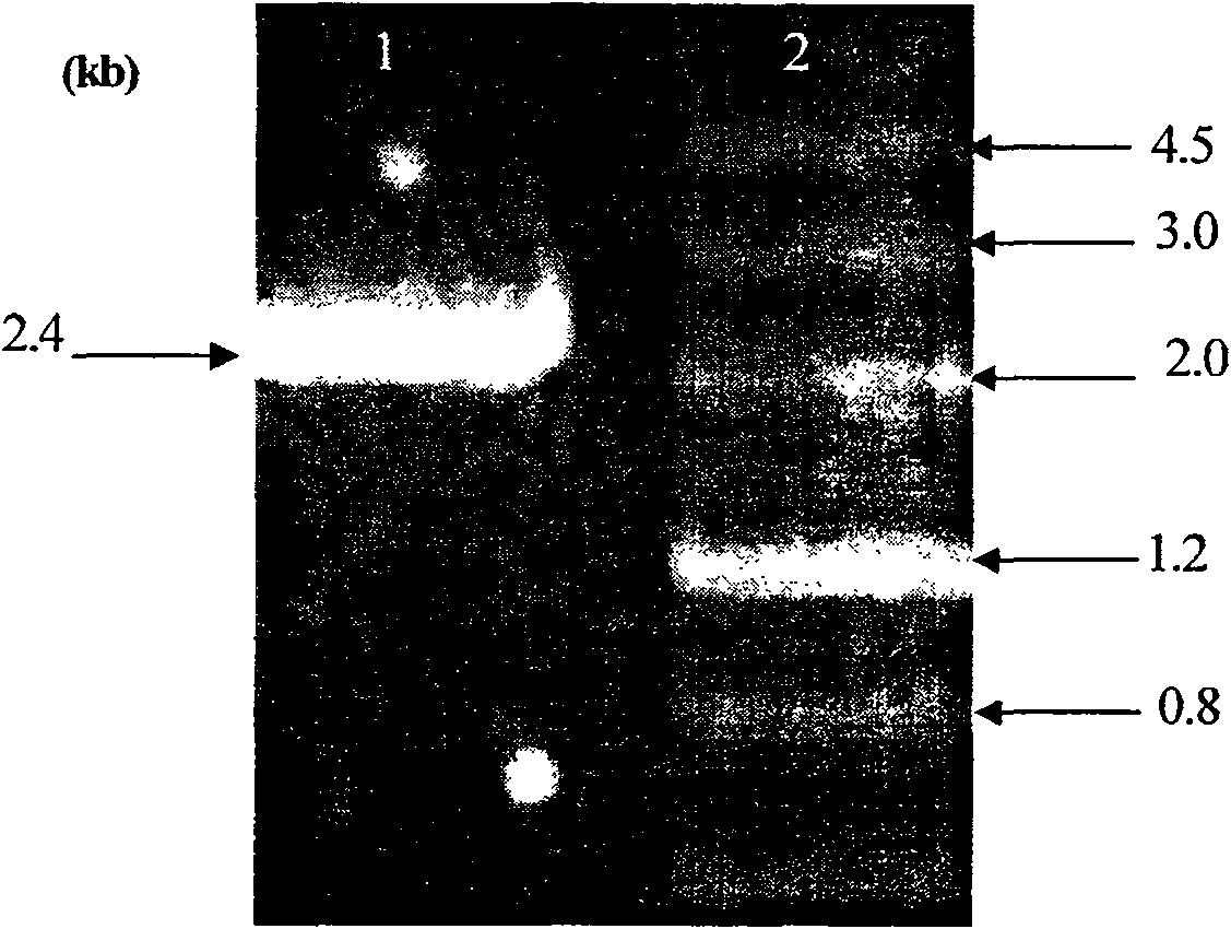 Bacillus thuringiensis bacterial strain for strain insect disinfestations, restraining epiphyte and uses thereof