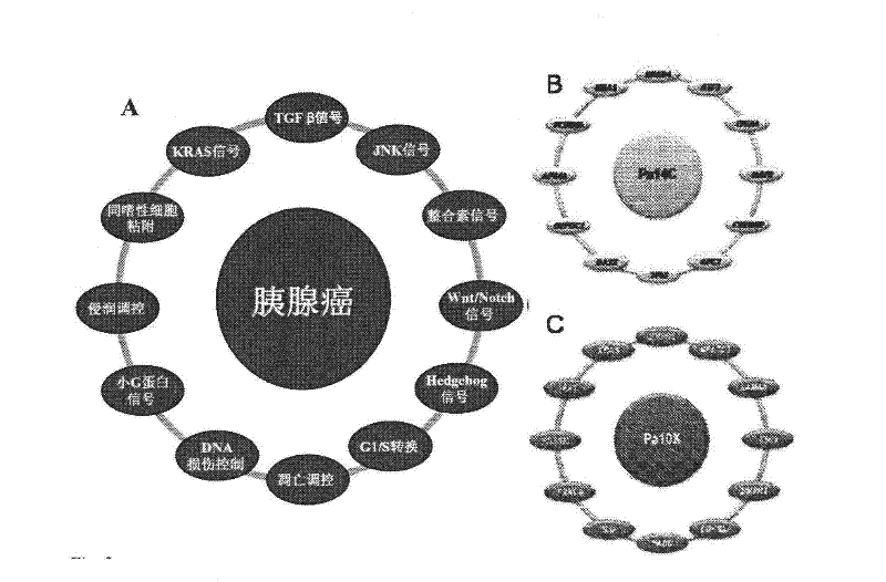 Pathways underlying pancreatic tumorigenesis and an hereditary pancreatic cancer gene