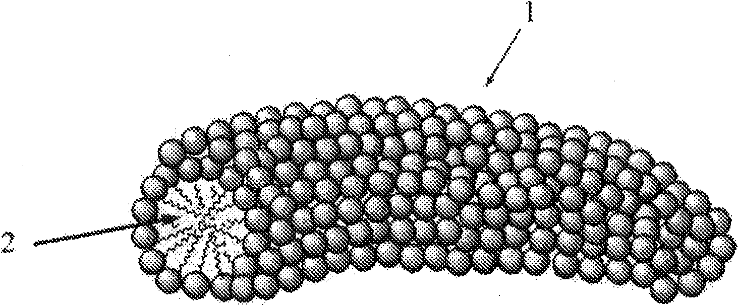 Polyolefin polymer having polar group, method for production thereof, and water dispersion material and mold release agent composition