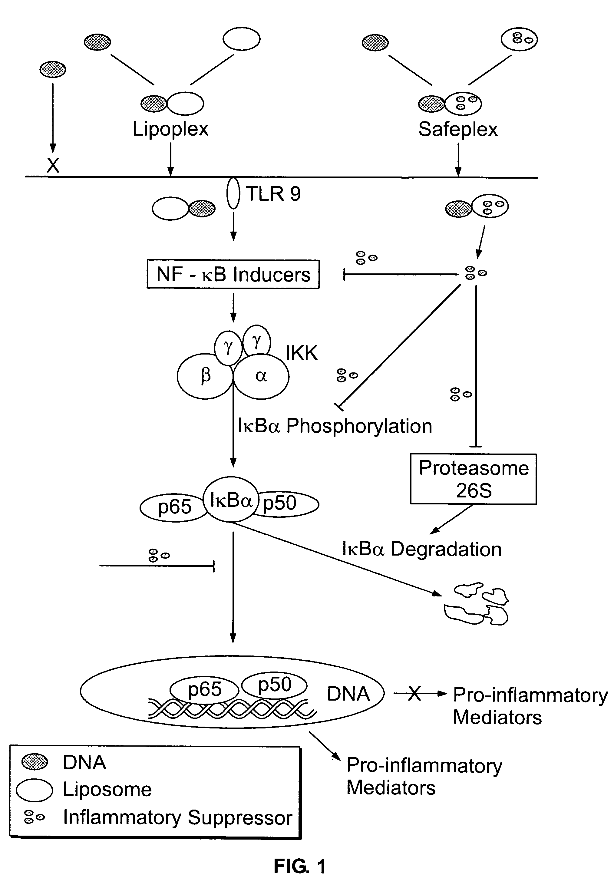 Liposomal vectors