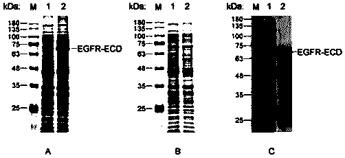 Polypeptide for restraining EGF induced tumor cell proliferation through targeted EGFR