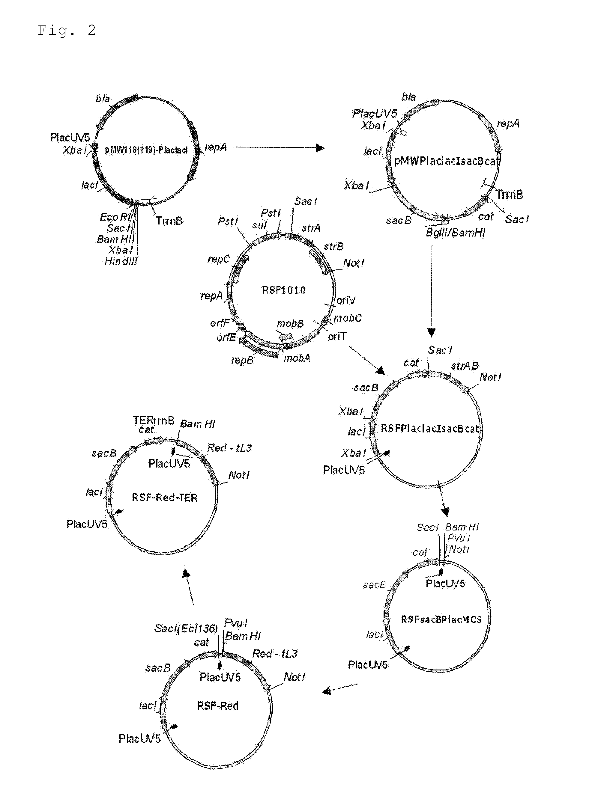 L-amino acid-producing microorganism and a method for producing an L-amino acid