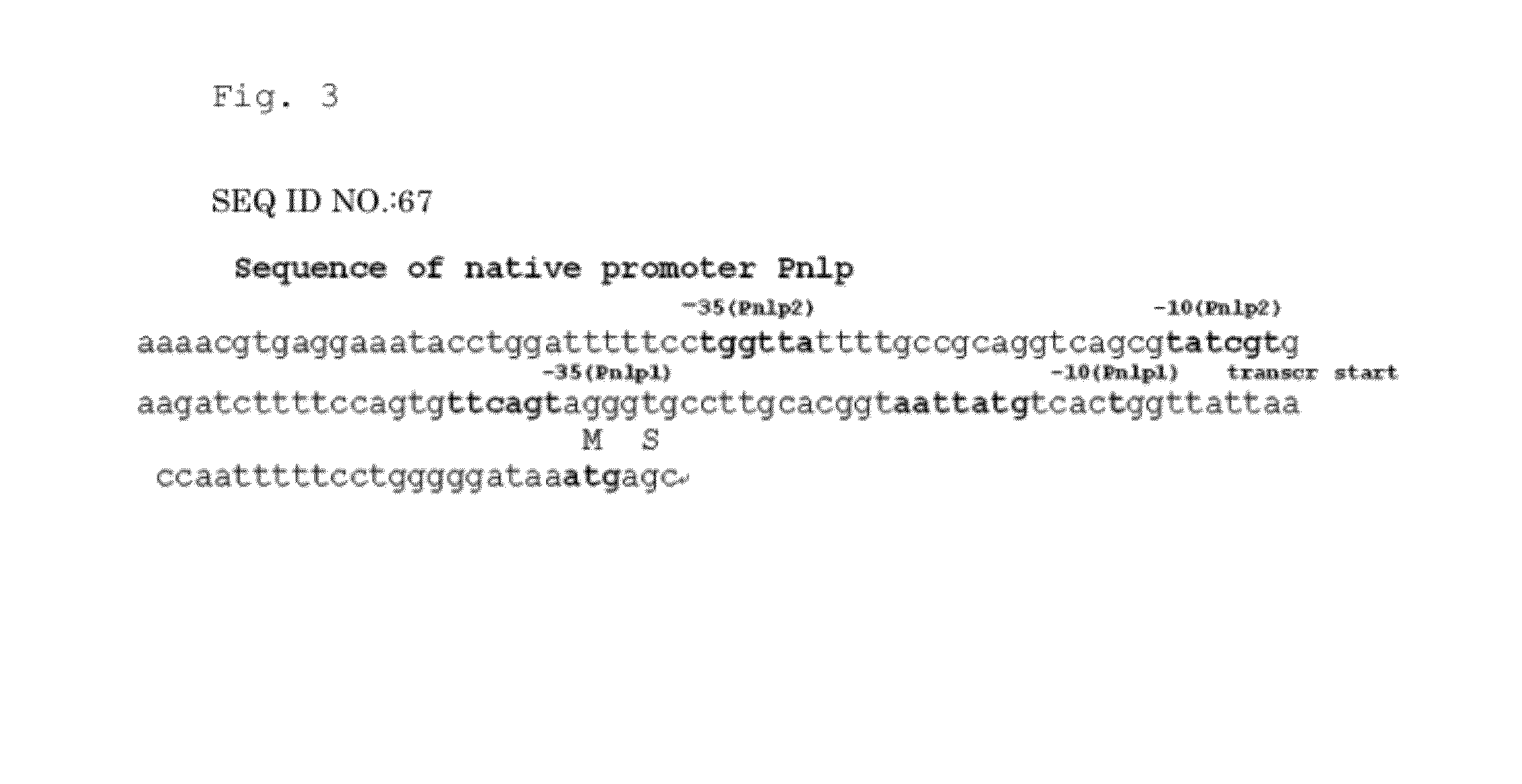 L-amino acid-producing microorganism and a method for producing an L-amino acid