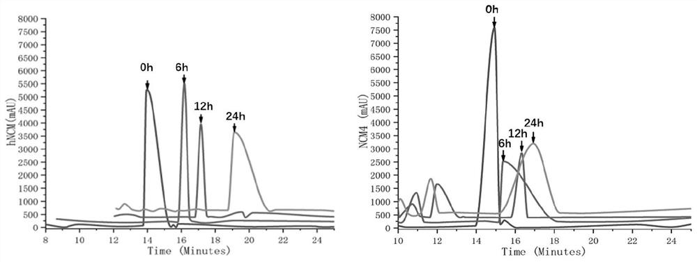 Antibacterial peptide hrNCM as well as preparation method and application thereof