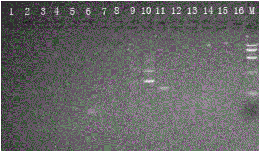 Functional marker for paddy thermo-sensitive male sterile gene tms 5 and application of functional marker