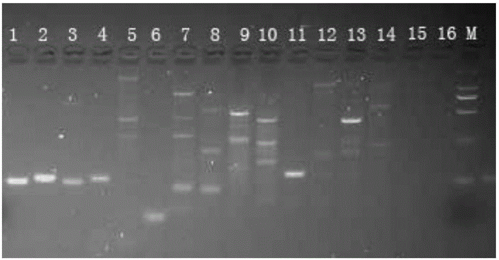 Functional marker for paddy thermo-sensitive male sterile gene tms 5 and application of functional marker