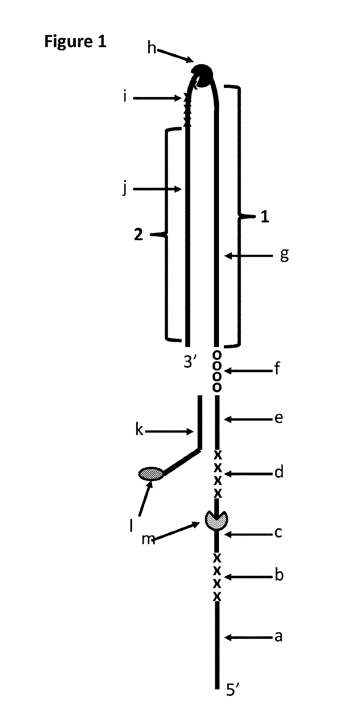 Method for controlling the movement of a polynucleotide through a transmembrane pore