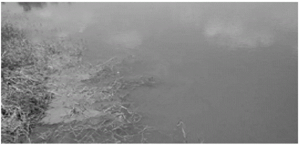 Industrial multistage communicated liquid fermentation method for bacillus cereus preparation for dissolving oscillatoria in pond