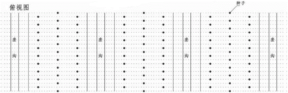 Wide-ridge platform Vigna radiate L.Wilclzek cultivation method