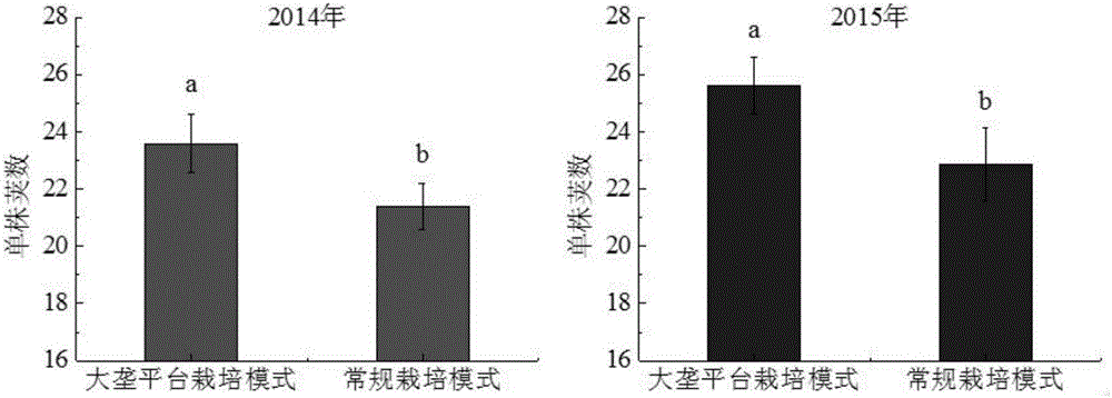 Wide-ridge platform Vigna radiate L.Wilclzek cultivation method