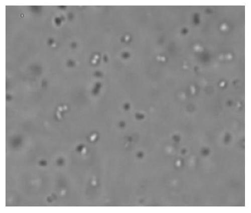 Benign lactobacillus strain capable of reducing secondary precipitation of soybean sauce, and screening method and applications thereof