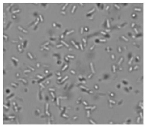 Benign lactobacillus strain capable of reducing secondary precipitation of soybean sauce, and screening method and applications thereof