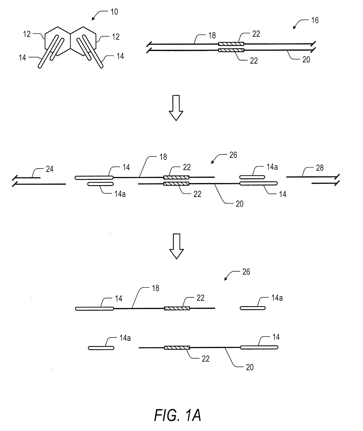 System and method for transposase-mediated amplicon sequencing