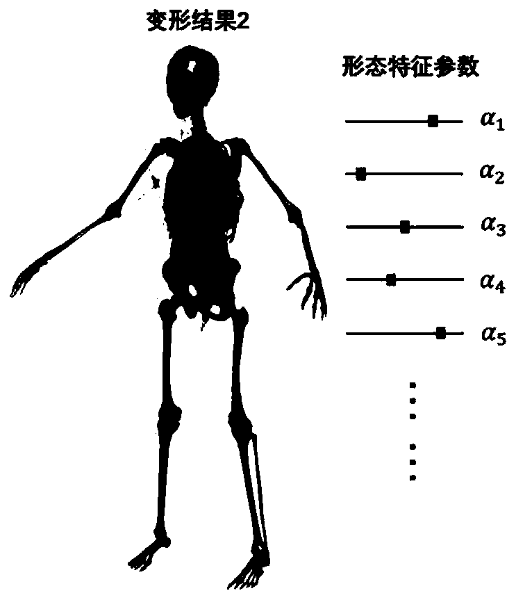 Personalized deformation method of deformable digital human anatomical model