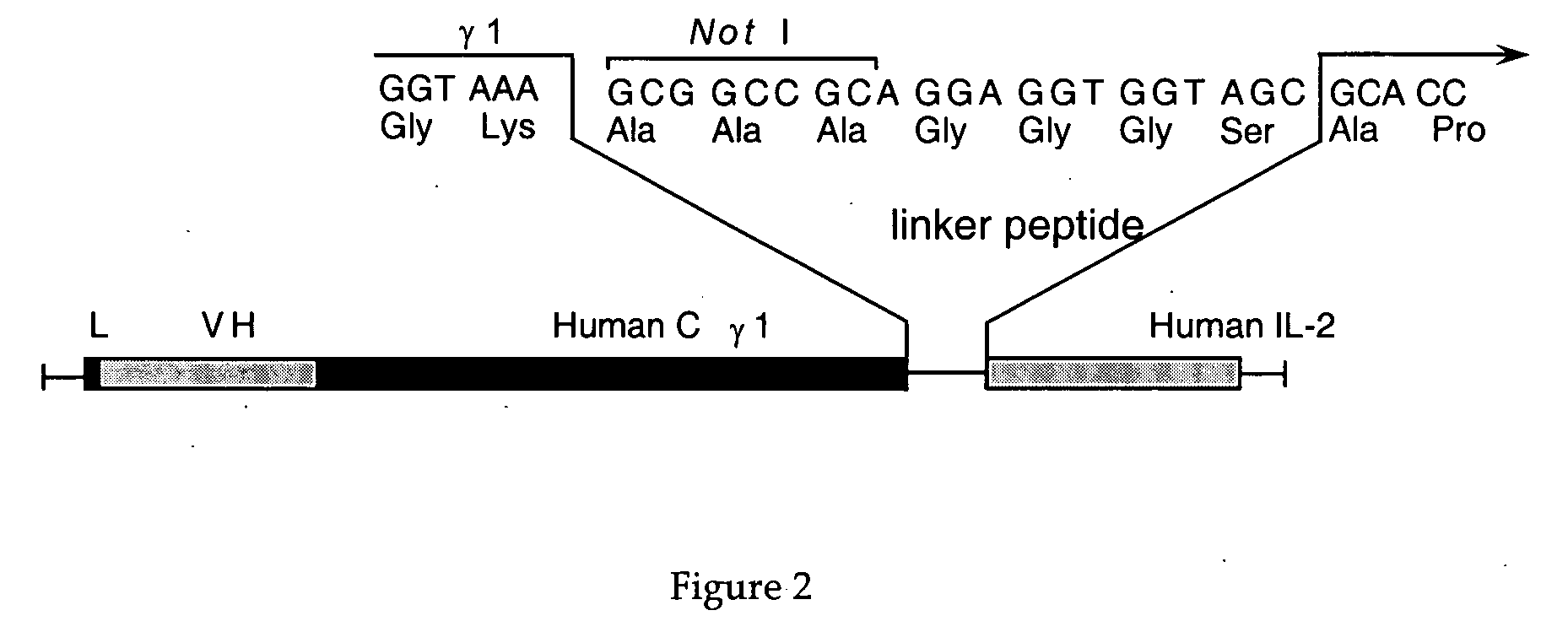 Interleukin-2 mutants with reduced toxicity