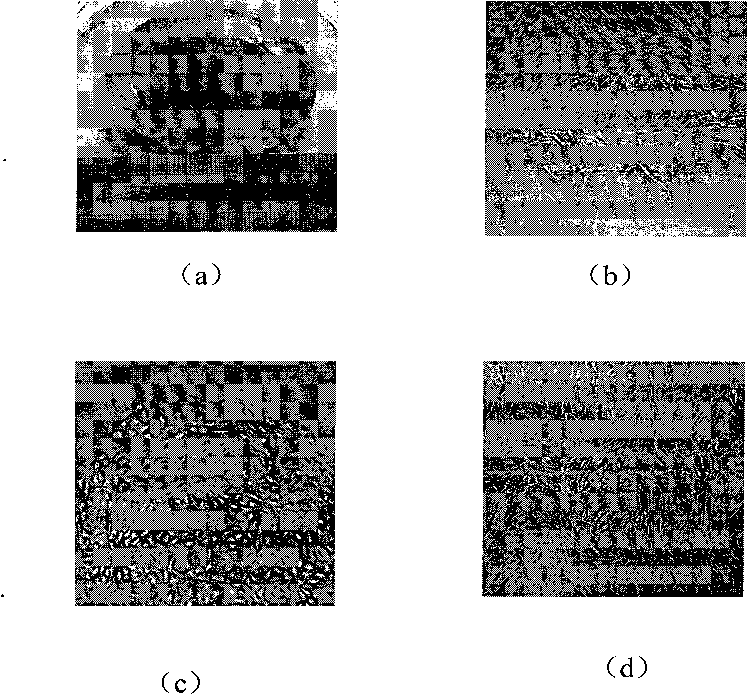 Method for establishing and detecting amniotic fluid stem cell line of pig