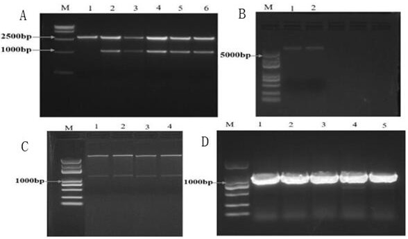 Gastrodia elata glutamine synthetase gene and application thereof