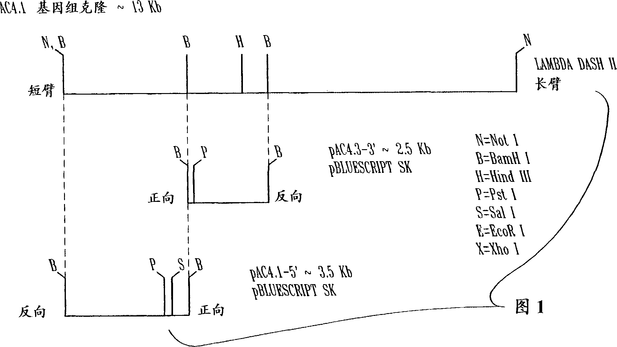 Male tissue-perferred regulatory region and method of using same