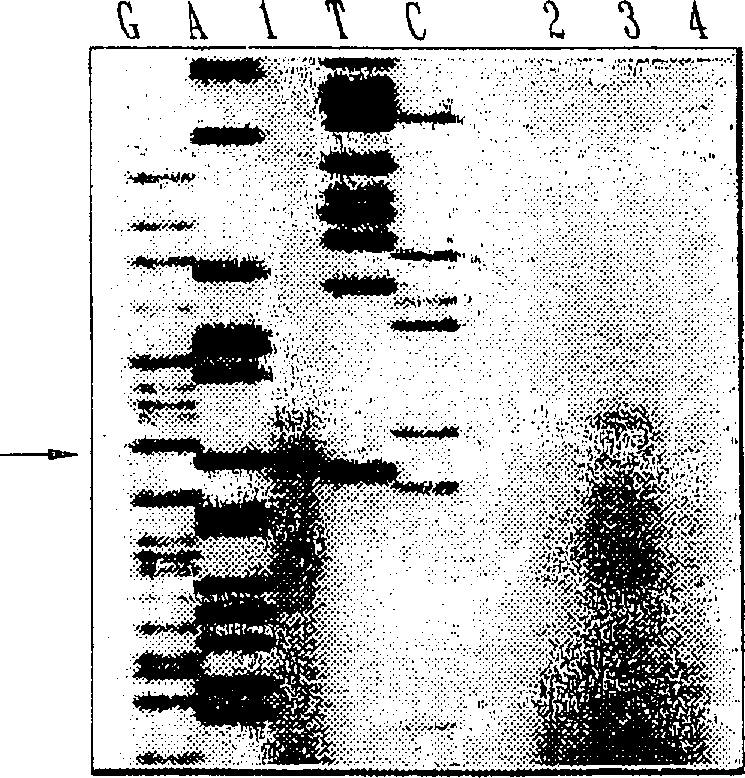 Male tissue-perferred regulatory region and method of using same