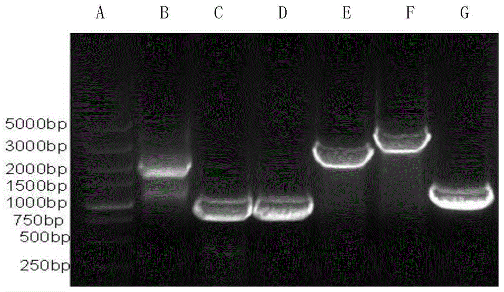 Duck tembusu virus (DTMUV) infectious clone attenuated vaccine strain and preparation method and application thereof