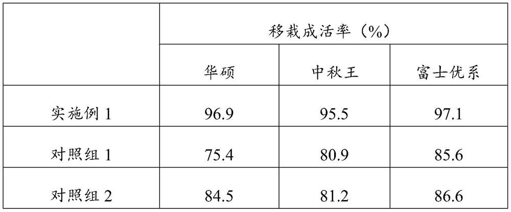 Transplanting method for increasing nursery stock survival rate