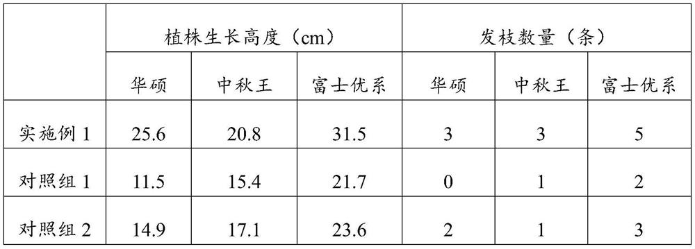 Transplanting method for increasing nursery stock survival rate