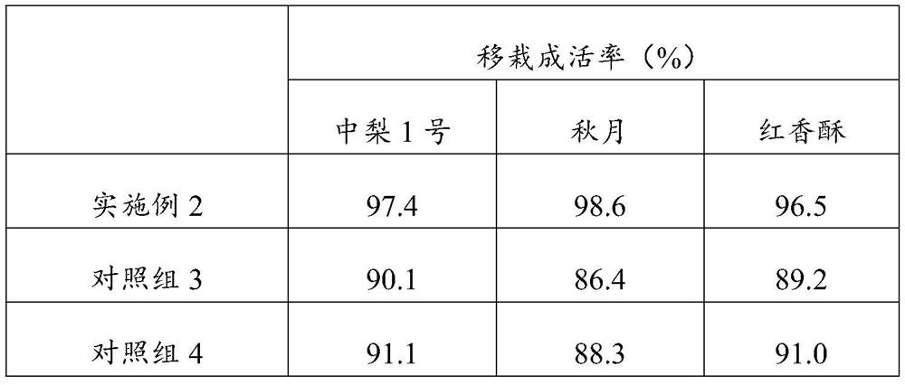 Transplanting method for increasing nursery stock survival rate