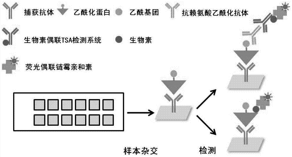 Protein chip and kit for detecting protein acetylation level