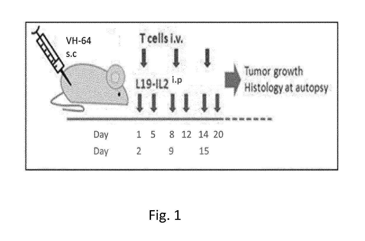 Combination therapy comprising an inflammatory immunocytokine and a chimeric antigen receptor (CAR)-t cell