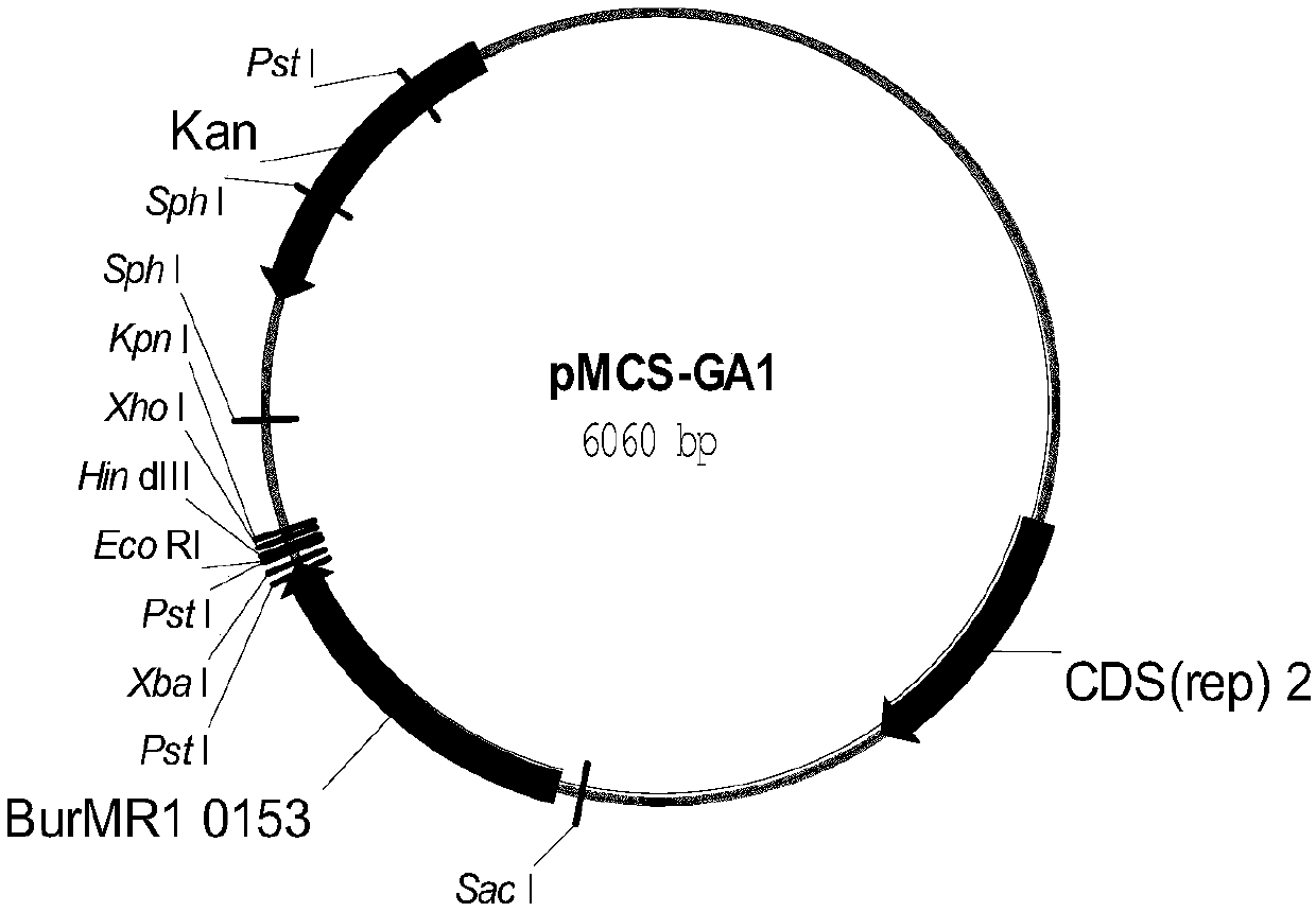 A genetically engineered bacterium producing l-malic acid and its construction method and application