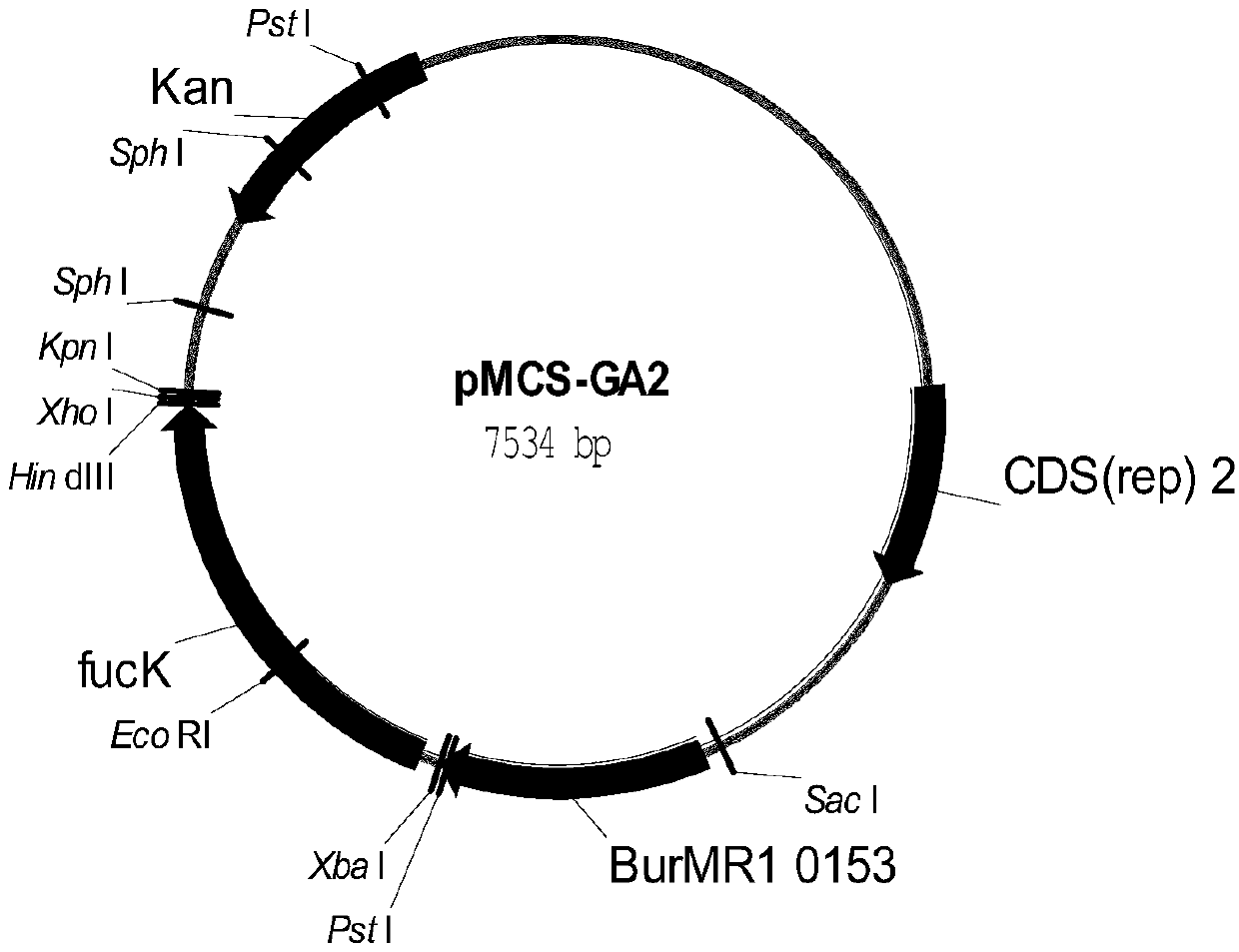 A genetically engineered bacterium producing l-malic acid and its construction method and application